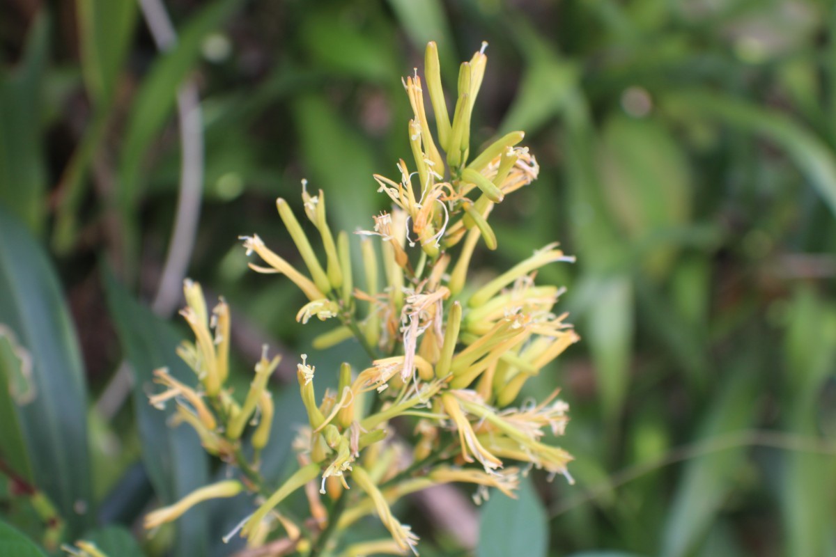 Dracaena reflexa Lam.